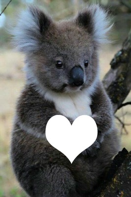 Soen mon coeur Koala et moi Fotomontaggio
