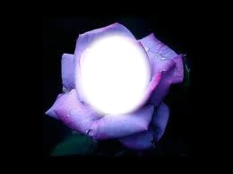 Rose Violette Photo frame effect