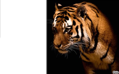 Tiger Fotomontage
