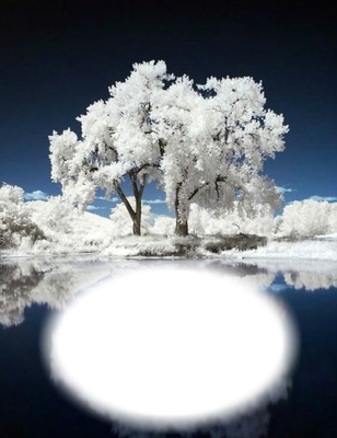 Arbre blanc-hiver Photomontage