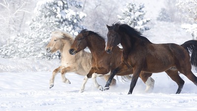 Horse Photo frame effect