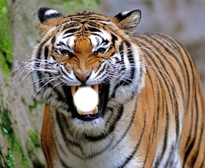 Tigre. Фотомонтажа