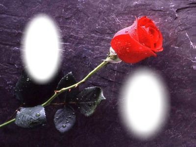 deux images avec rose Φωτομοντάζ