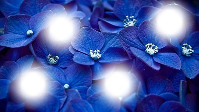 Fleurs bleue フォトモンタージュ