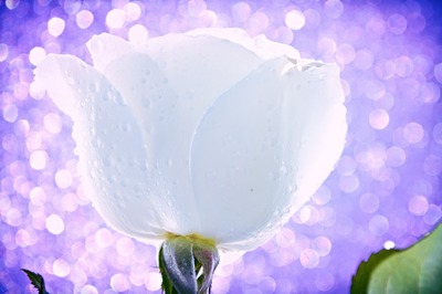weiße Rose Valokuvamontaasi