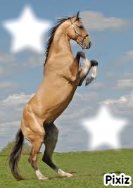beau cheval Photomontage