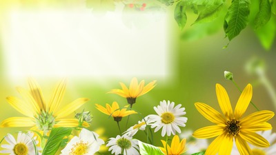 Sun Flower Scenery Photomontage