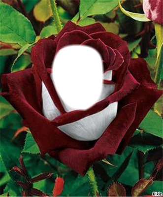 multi rose Fotomontáž