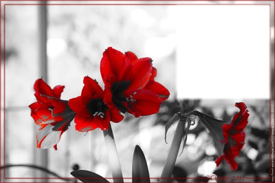 Amaryllis-rouge Photo frame effect