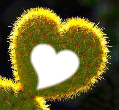 Cactus Fotomontažas