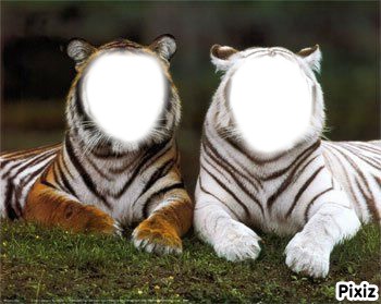 tigre et tigresse フォトモンタージュ