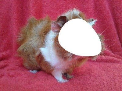 Face of Guinea Pig Montage photo