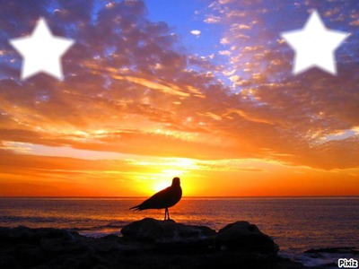 coucher de soleil avec pigeon Photo frame effect