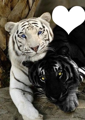 Amour tigres Valokuvamontaasi