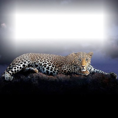 cheeta Fotomontage