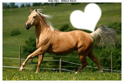 cheval//love Fotomontage