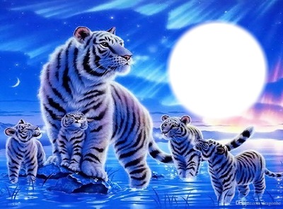 Tigres Фотомонтажа