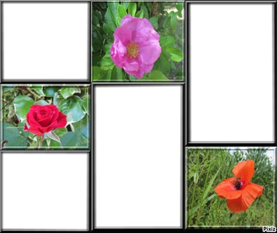 cadre photo fleur Photomontage