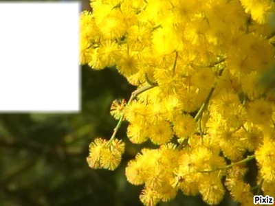 cadre mimosas Montaje fotografico