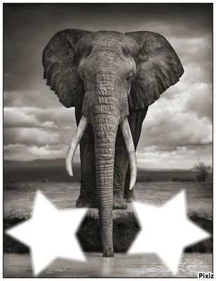 elephant Fotomontáž
