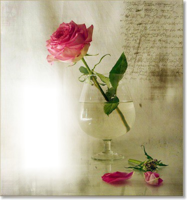roses Fotoğraf editörü