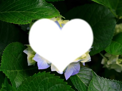 le coeur de maa fleure Фотомонтажа