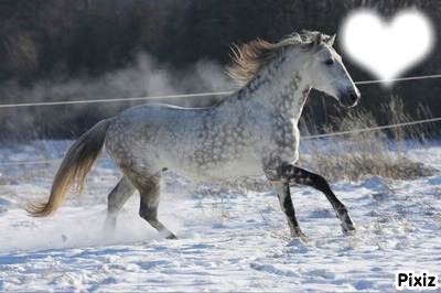 cheval love Fotomontaža