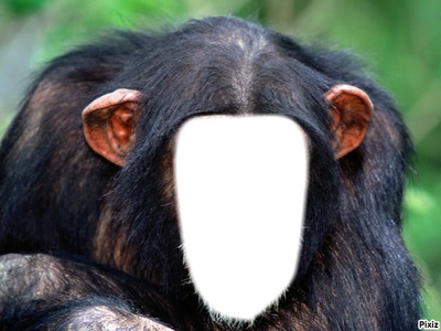 chimpa Montaje fotografico