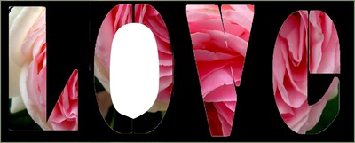 Love roses -1 photo Photo frame effect