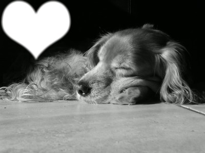 chien +coeur Фотомонтажа