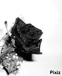 Black flower Photo frame effect