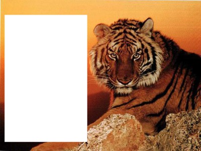 tigre Фотомонтажа