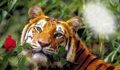 Álmodozó tigris Fotomontáž