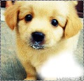 chiot Montage photo