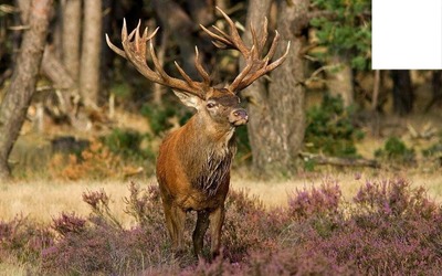 Cerf Valokuvamontaasi