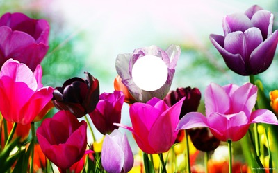tulipe フォトモンタージュ