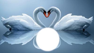 coeur de cygnes Fotomontage
