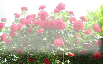 rosas Fotomontagem