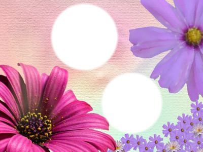 Purple and pink Photo frame effect
