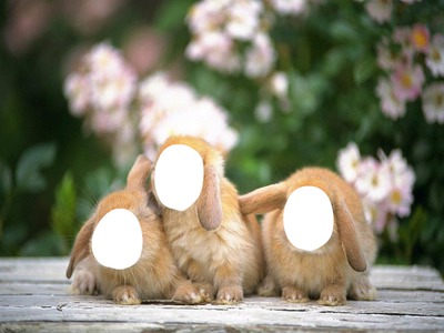 lapins Fotomontáž