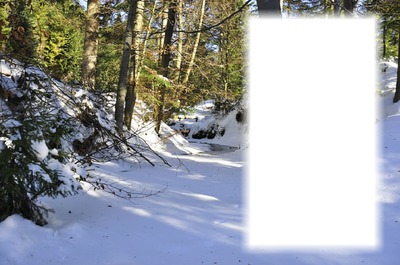 Téli erdő Fotómontázs