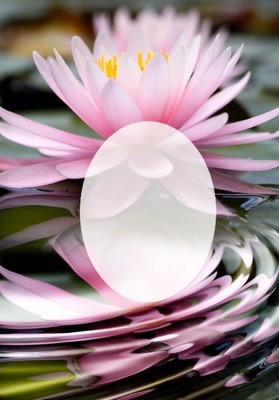 Cc Flor de loto Montaje fotografico
