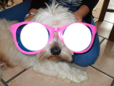 chien avec lunette Fotomontažas