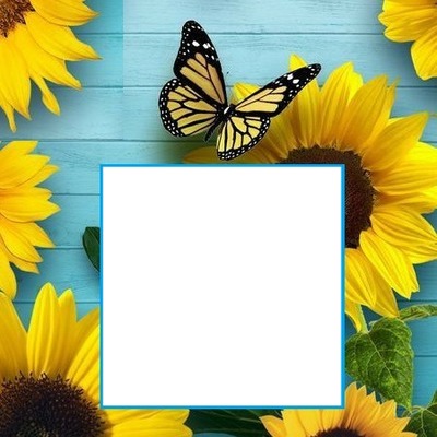 girasoles y mariposa amarilla. Montage photo