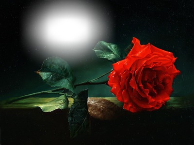 Rosa roja Φωτομοντάζ