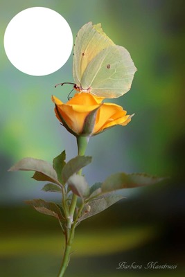 fleur au papillon Fotomontaggio