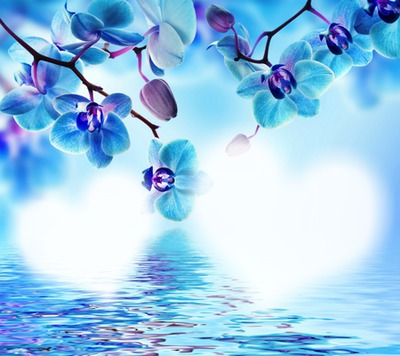 Orchidee blue 2 Herzen Fotomontage