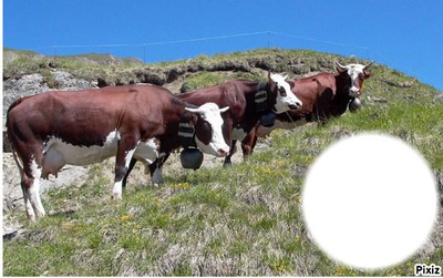 vache en troupeau Photo frame effect