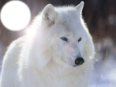 loup blanc Fotomontažas
