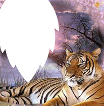 le tigre endormi Montage photo